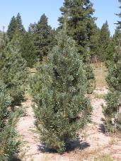 Vanderwolf Pine